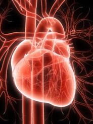 Sistema cardiovascular y presión arterial alta.